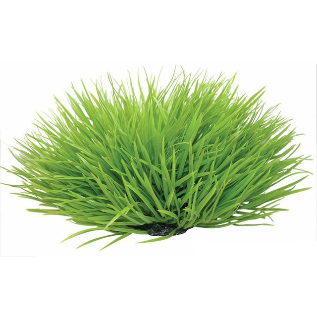 Spinifex Green Plant 30cm
