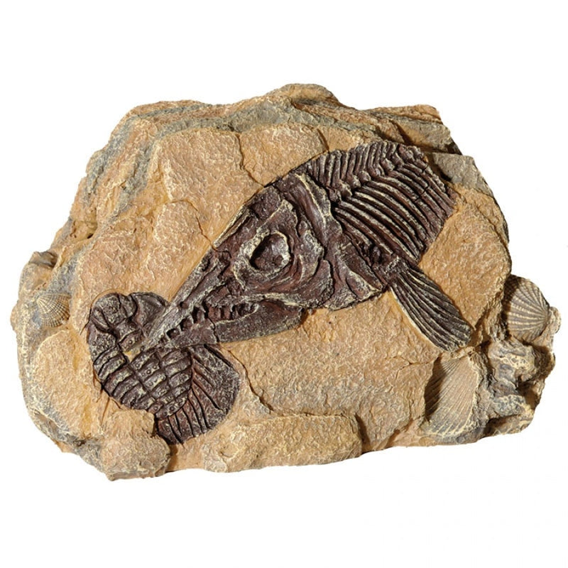 Ornament Fossil Ichthyosaur Rock