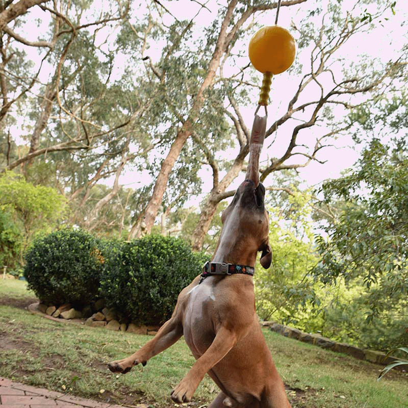 Aussie Dog Home Alone - PET PARLOR